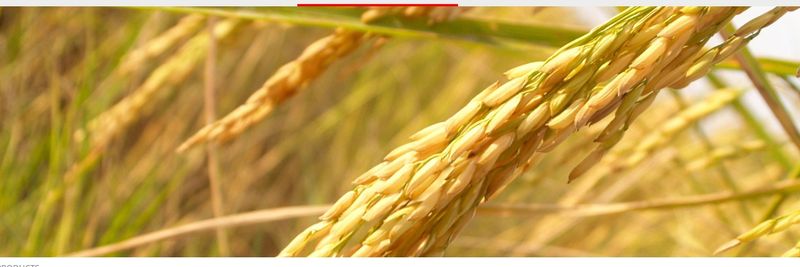 Novarroz - supplier and manufacturer from 포르투갈