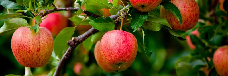 Manzana Products Co., Inc. - supplier and manufacturer from 미국