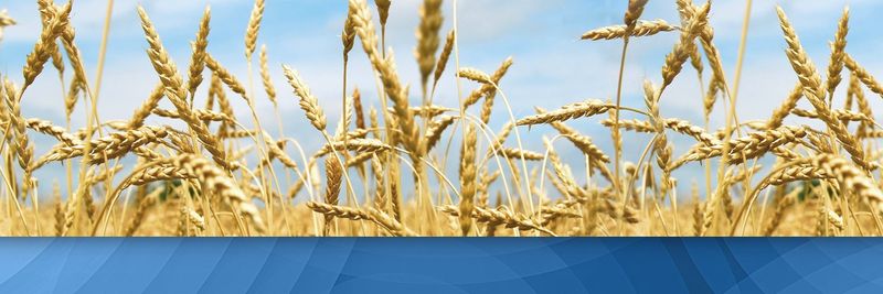 Agrofirm Dievskaya LLP - supplier and manufacturer from 카자흐스탄