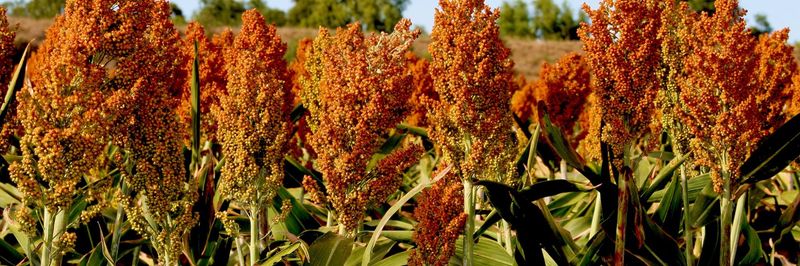 Advanta Seeds - supplier and manufacturer from 아랍 에미리트 연합국