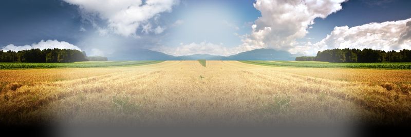 Arrowfarms - supplier and manufacturer from United States