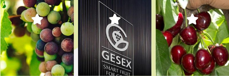 Gestion Exportadora Fruticolas S.A. - supplier and manufacturer from 칠레