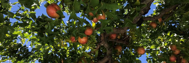 FFC Fresh Fruit Company GmbH - supplier and manufacturer from 이스라엘
