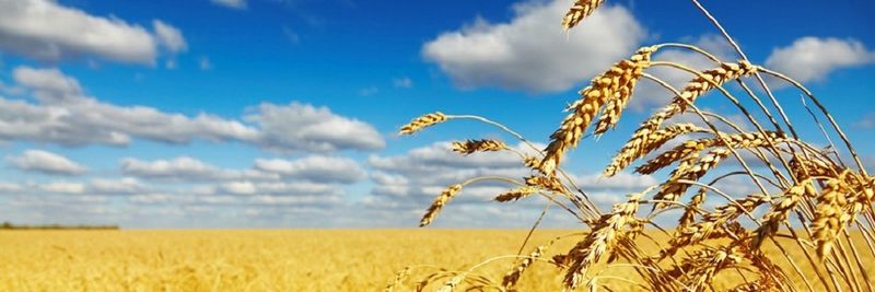 Ucel Flour Mills - supplier and manufacturer from 튀르키예