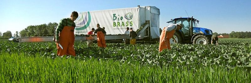 Biobrass - supplier and manufacturer from 네덜란드