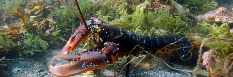 NORWEGIAN LOBSTER FARM AS - supplier and manufacturer from Norway
