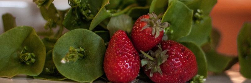 Natural Food Ährenkranz - supplier and manufacturer from Germany