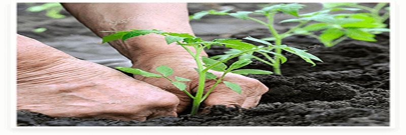 The Growers - supplier and manufacturer from 이스라엘