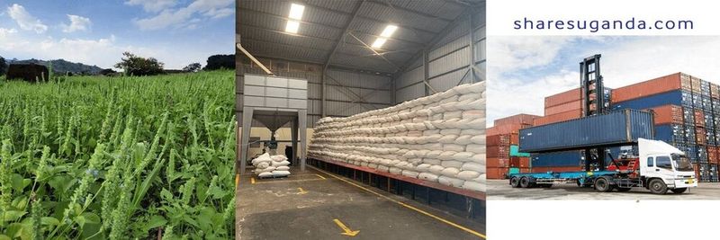 Shares! Uganda Ltd - supplier and manufacturer from 우간다
