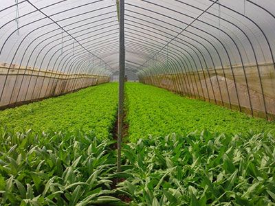 XINYANG MINGDE FOOD CO.,LTD - supplier and manufacturer from 중국