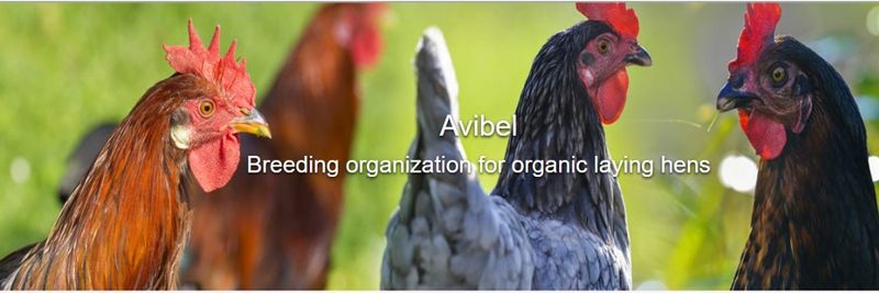 Avibel - supplier and manufacturer from Belgium