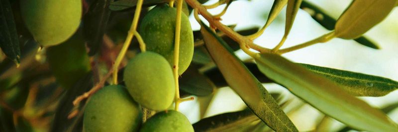 Olivellas S.A. - supplier and manufacturer from Greece