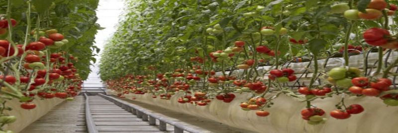 Fruit Aesthetics Co., Ltd. - supplier and manufacturer from 대만
