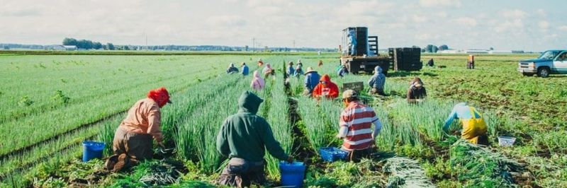 Buurma Farms Inc - supplier and manufacturer from United States
