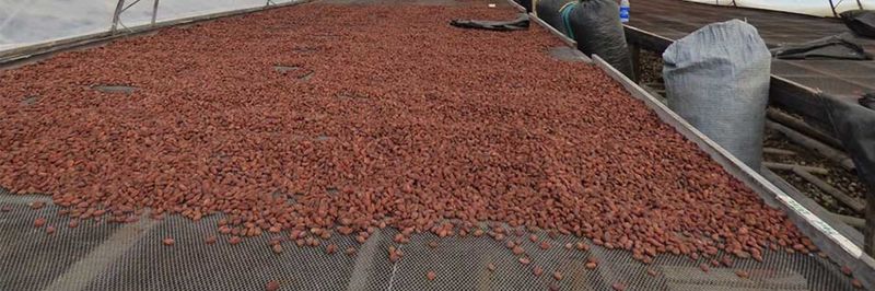 Asociación De Productores Cacaoteros Y Cafetaleros De Amazonas - supplier and manufacturer from Peru