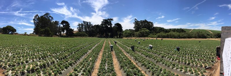 Rodriguez Farms, Inc. - supplier and manufacturer from 미국