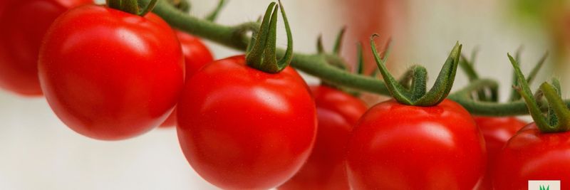 Vittoria tomatoes - supplier and manufacturer from 이탈리아