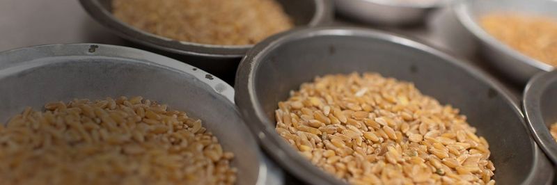 Minot Milling Company - supplier and manufacturer from 미국