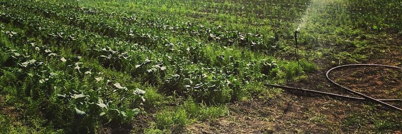 Cedarville Farm - supplier and manufacturer from 미국
