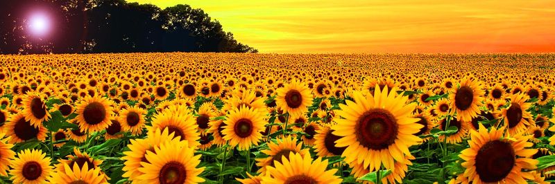 Agro Oil Mills (Pvt.) Ltd - supplier and manufacturer from 파키스탄
