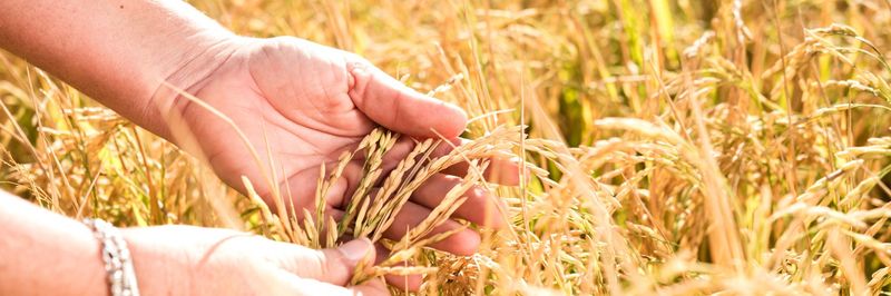 Adeco Agro - supplier and manufacturer from 브라질