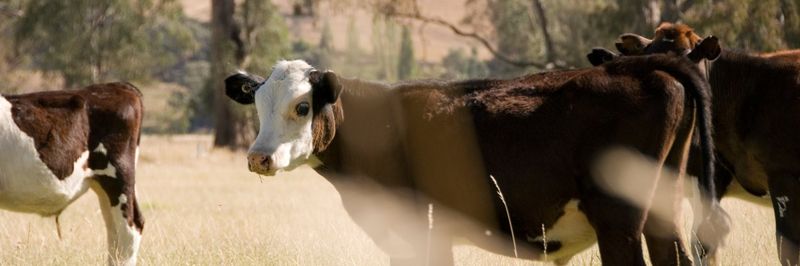 Wodonga Abattoir Pty Ltd - supplier and manufacturer from 호주