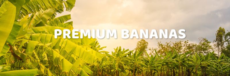 Exbanfruit S.A. - supplier and manufacturer from 에콰도르