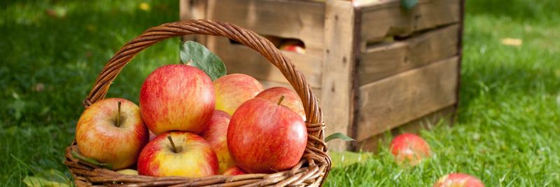 Old Orchard Brands LLC - supplier and manufacturer from 미국