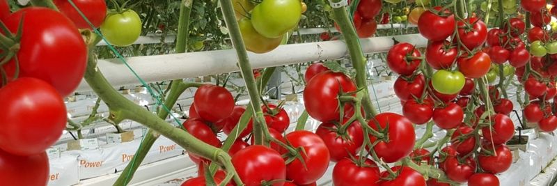 Birlik Ziraat - supplier and manufacturer from 튀르키예