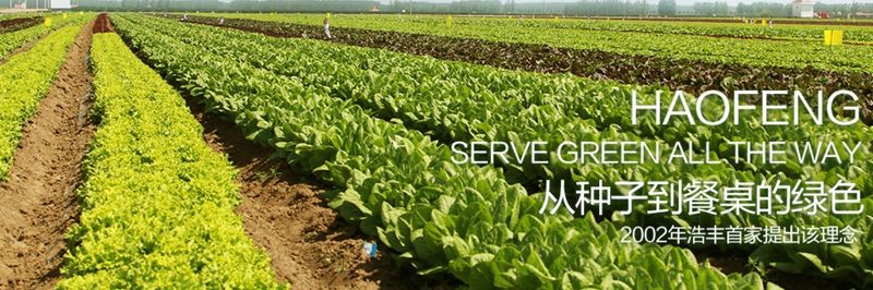 Haofeng Qingdao Food Co., Ltd. - supplier and manufacturer from China