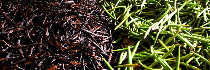 PLANIFOLIA MADA - supplier and manufacturer from 마다가스카르