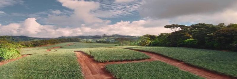 DEL MONTE FOODS FRANCE - supplier and manufacturer from 프랑스