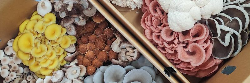 The Mushroom Guys - supplier and manufacturer from 호주