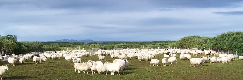 Mountain Lamb Ltd. - supplier and manufacturer from 아이슬란드