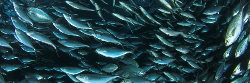 Mapesca S.A. - supplier and manufacturer from Spain