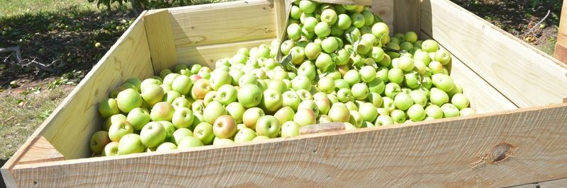 Caernarvon Cherry Co - supplier and manufacturer from 호주