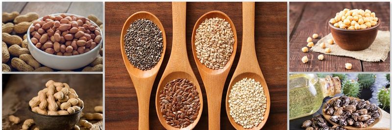 Parth Agro World - Verified supplier and manufacturer from 인도