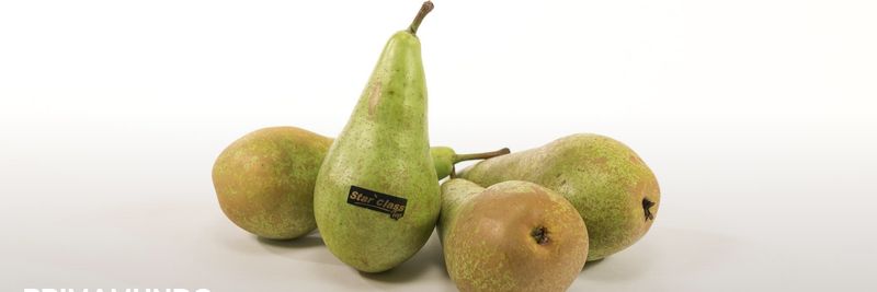 Primamundo - supplier and manufacturer from 벨기에