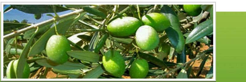 Aljood Company - Samain Olive Oil Mill - supplier and manufacturer from Jordan