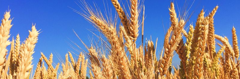 Brisen Commodities - supplier and manufacturer from South Africa