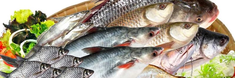 VIRGO FISH & AGRO PROCESS LTD. - supplier and manufacturer from 방글라데시