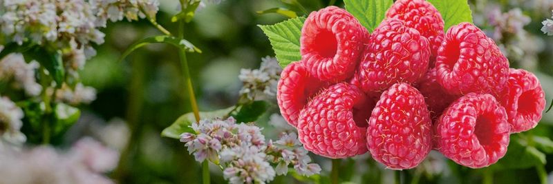 Agro Organic LLC - supplier and manufacturer from Ukraine