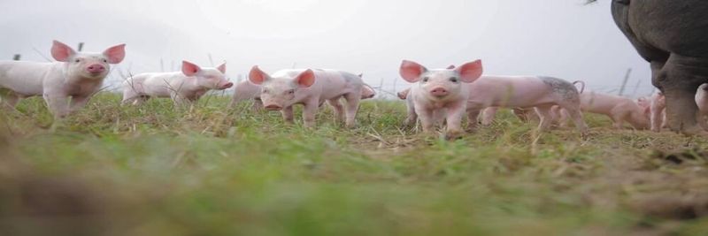 Helen Browning’s Organic - supplier and manufacturer from United Kingdom