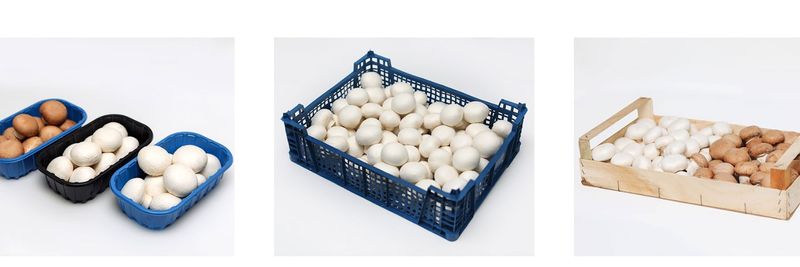 Grupa Producentów "Grzybowy Raj" Sp. z o.o. - supplier and manufacturer from Poland