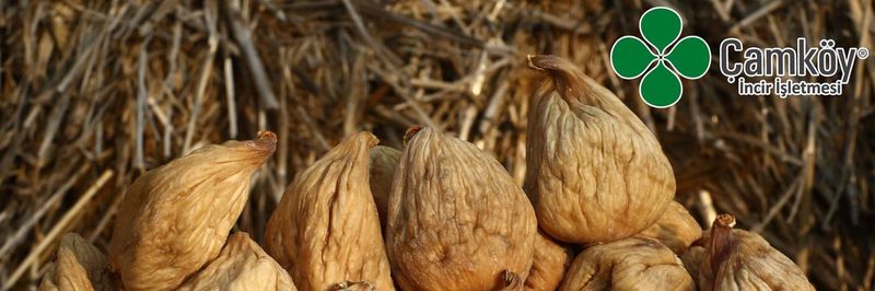 Camkoy Fig - supplier and manufacturer from Turkiye