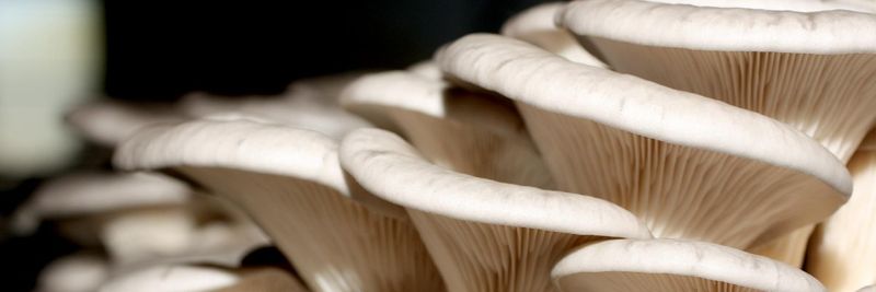 Agro-Cachola Unipessoal Lda. - supplier and manufacturer from Portugal