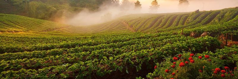 SUNRISE GROWERS INC. - supplier and manufacturer from 미국