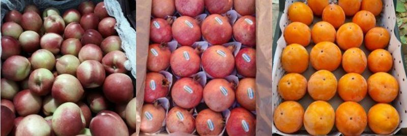 Exim Agro - supplier and manufacturer from 우즈베키스탄
