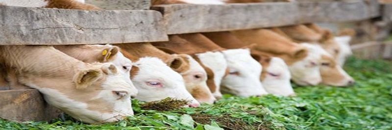 The Village Farms Limited - supplier and manufacturer from Malawi