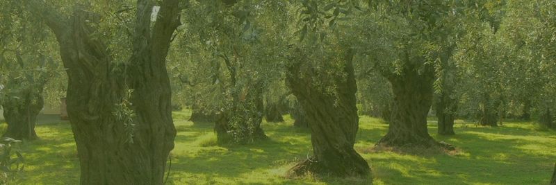 Olivetti food trading - supplier and manufacturer from United Arab Emirates